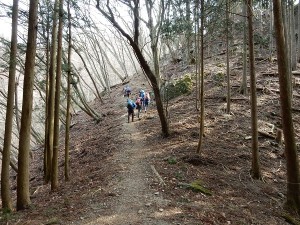 岩茸石山への道は明るい落葉樹林の道です