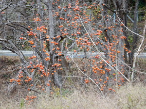 今年は柿の実が豊作らしい
