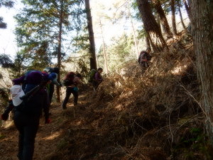 山道に入るといきなり急登です