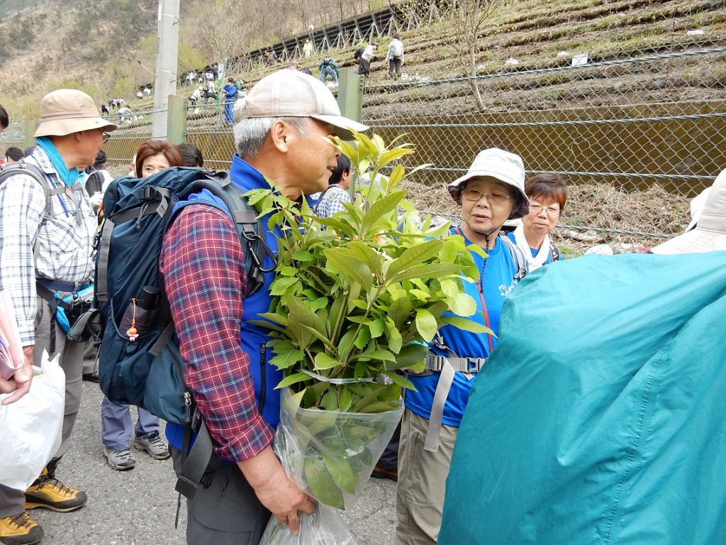 自分の庭で育てた苗木を植えることもできます。