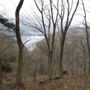 冬枯れの木立越しに宮ヶ瀬湖が見えました