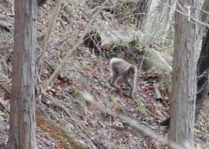 ⑧の鞍部で猿の集団に出会いました。一列で移動していました。