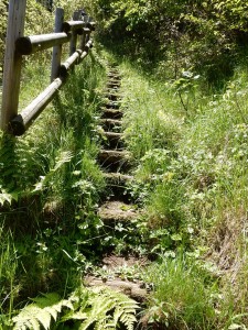 林道を横切り、ここから稜線歩きが始まります