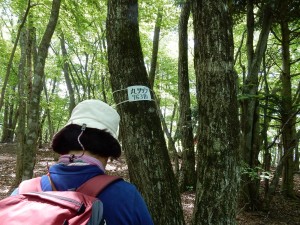 2つ目のピーク丸ツヅク山（７６３ｍ）です。やっと見つけた山頂標識です