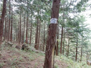 あった。見いつけた。細野山（８３８ｍ）