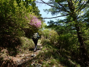 ミツバツツジが咲いています。 