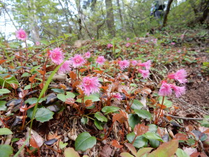 イワカガミが我々を歓迎してくれました 