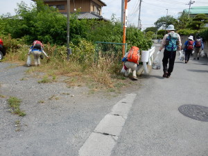 ここにも、あそこにも。