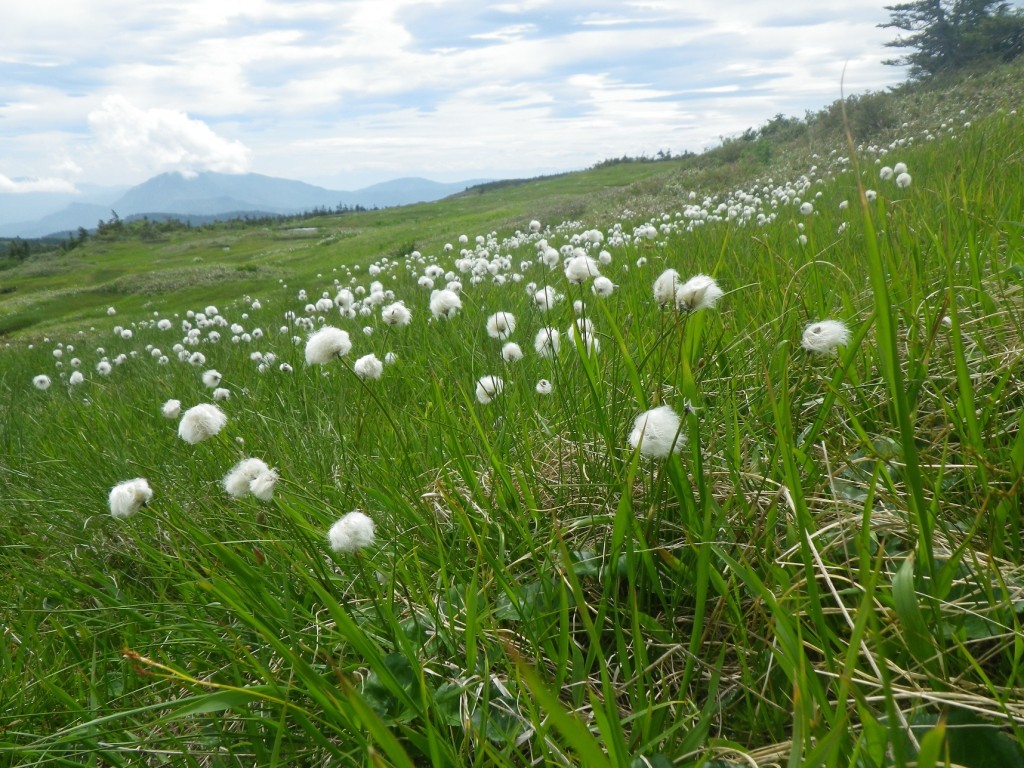 ワタスゲが群生しています
