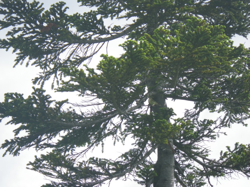 小さなウグイスも見送ってくれました