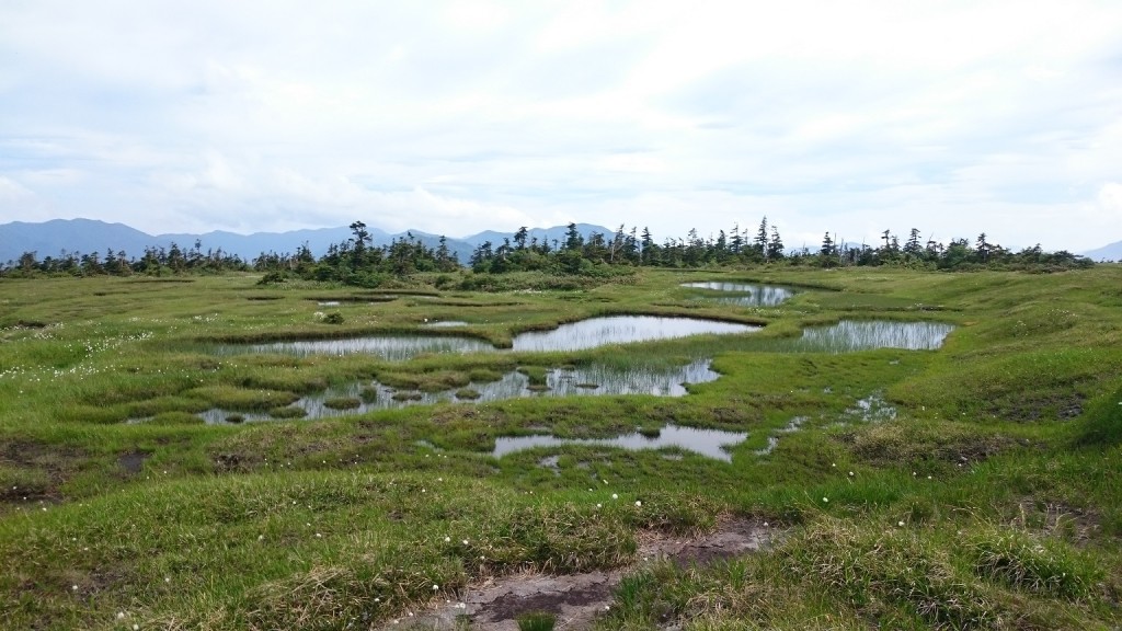広大な湿地が広がっていました