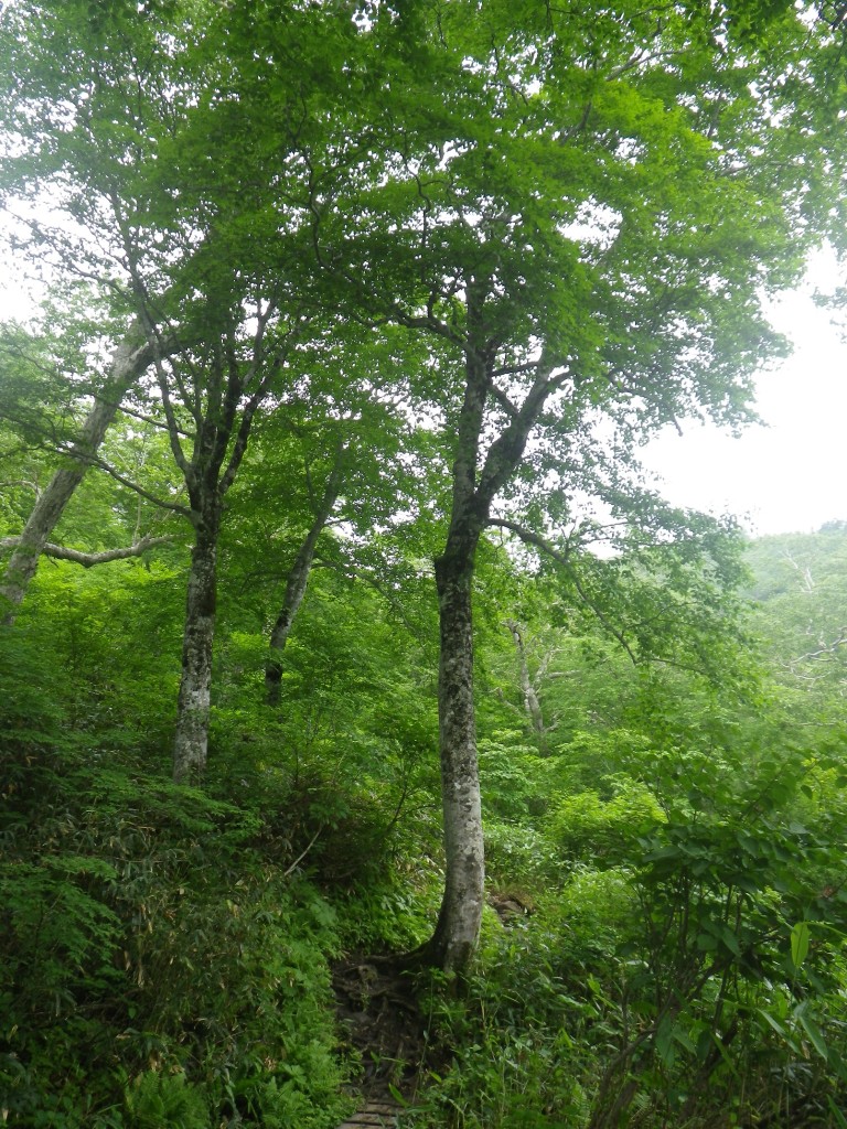 緑がとてもキレイです