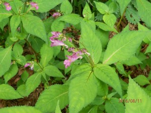 可愛いお花がいっぱい