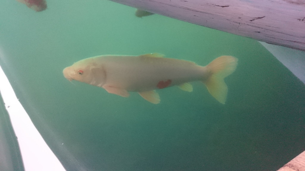 「幸せを招く鯉」にも出会えました。