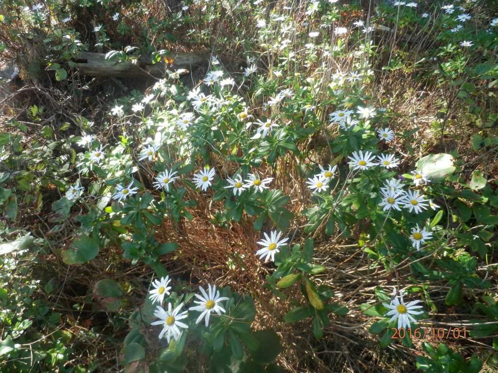 ハマギクが群生していました