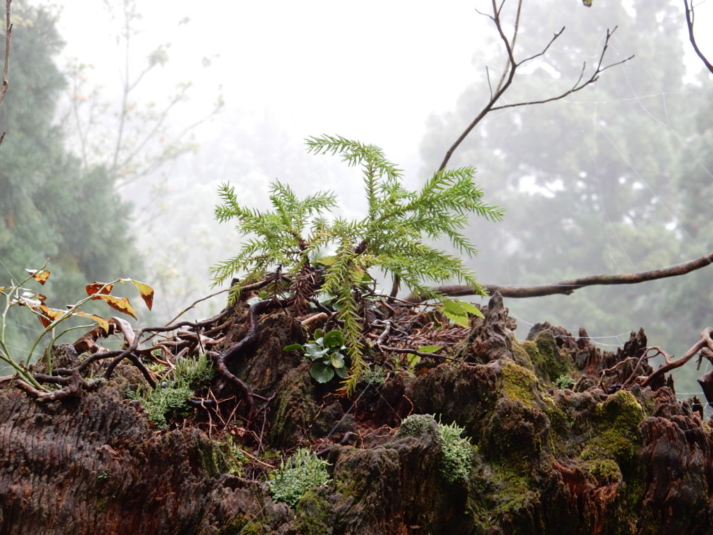 世代交代、これでも樹齢8年です