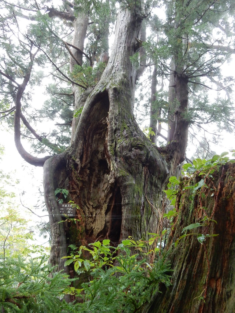 豪雪に耐えた天涯杉です
