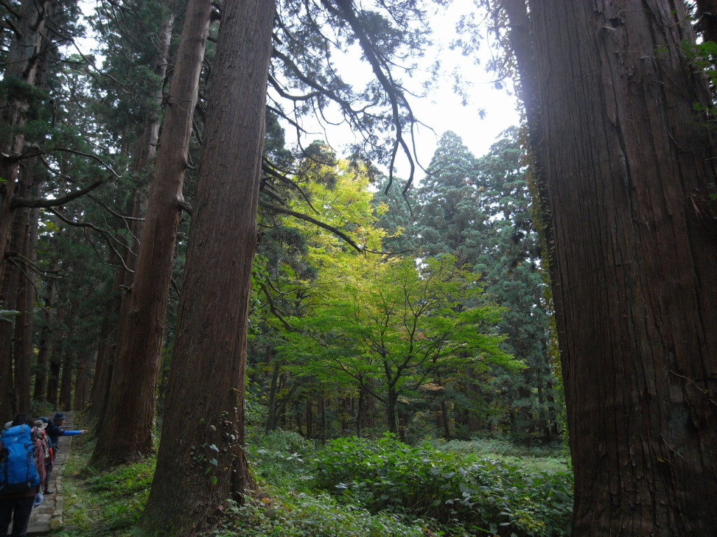 山頂までもう少し杉並木を進みます