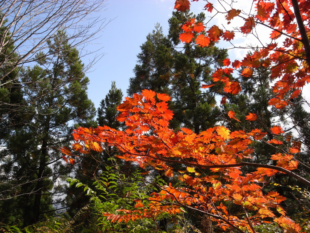 時折、赤く色づいた葉が現れます