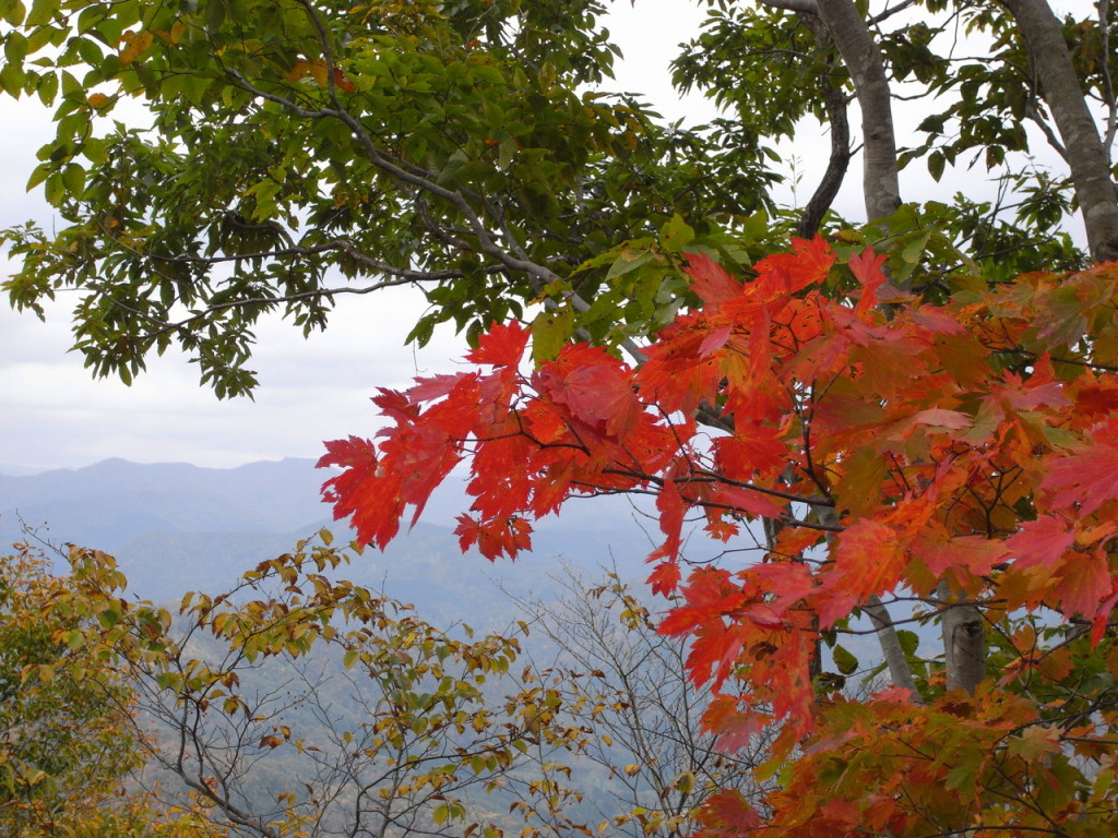 見渡す限り、色づいた木の葉がばかり
