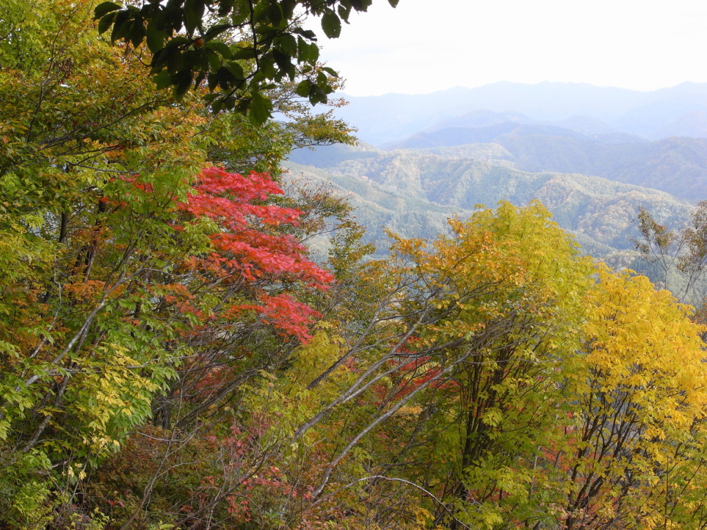見晴らしの良いところでは紅葉が楽しめます