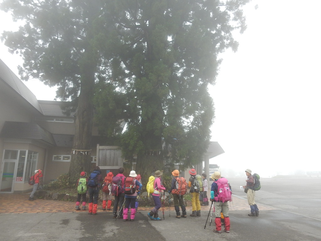 人気のある美女杉です