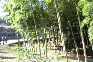 竹林がきれいでした