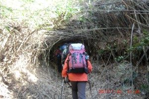 笹のトンネルを歩きました